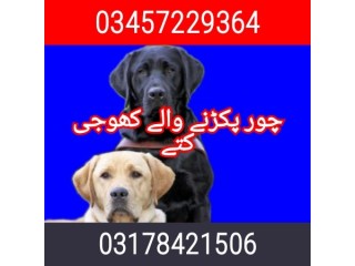 Army dog center murree