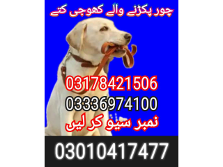 Army dog center islamabad