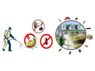 Accurate Fumigation Service Karachi